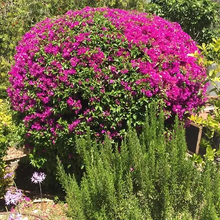 Casa Baliza, Adults Only Couette-café Alhaurín el Grande